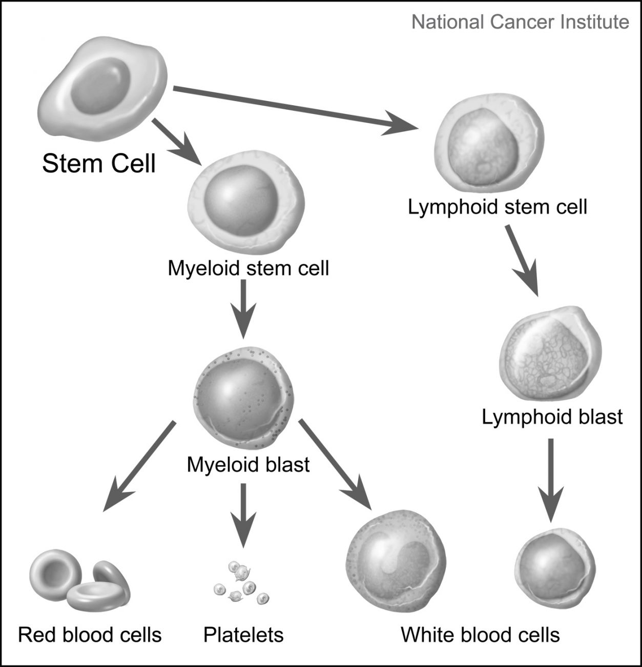 Normal Blood Cells