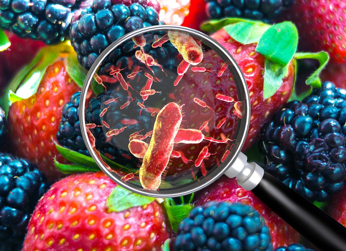 A magnifying glass hovers over strawberries and blackberries to reveal bacteria