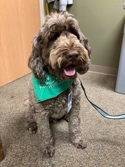 Therapy Dog Murphy