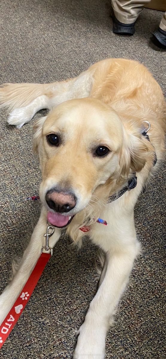 Trixie the Therapy Dog