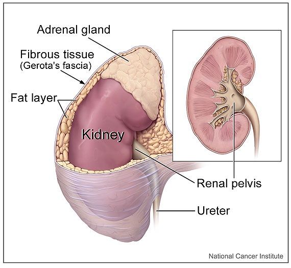 Medical illustration of kidney anatomy
