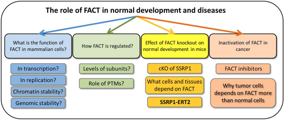 Gurova lab research figure-5