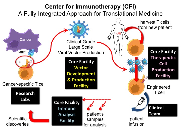 Roswell Park Center for Immunotherapy The Roswell Park Center for Immunotherapy uses a fully integrated approach for translational medicine