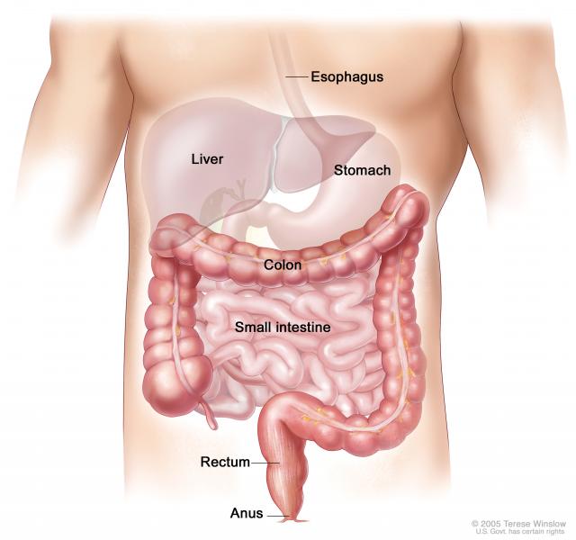 difference between prostate cancer and rectal