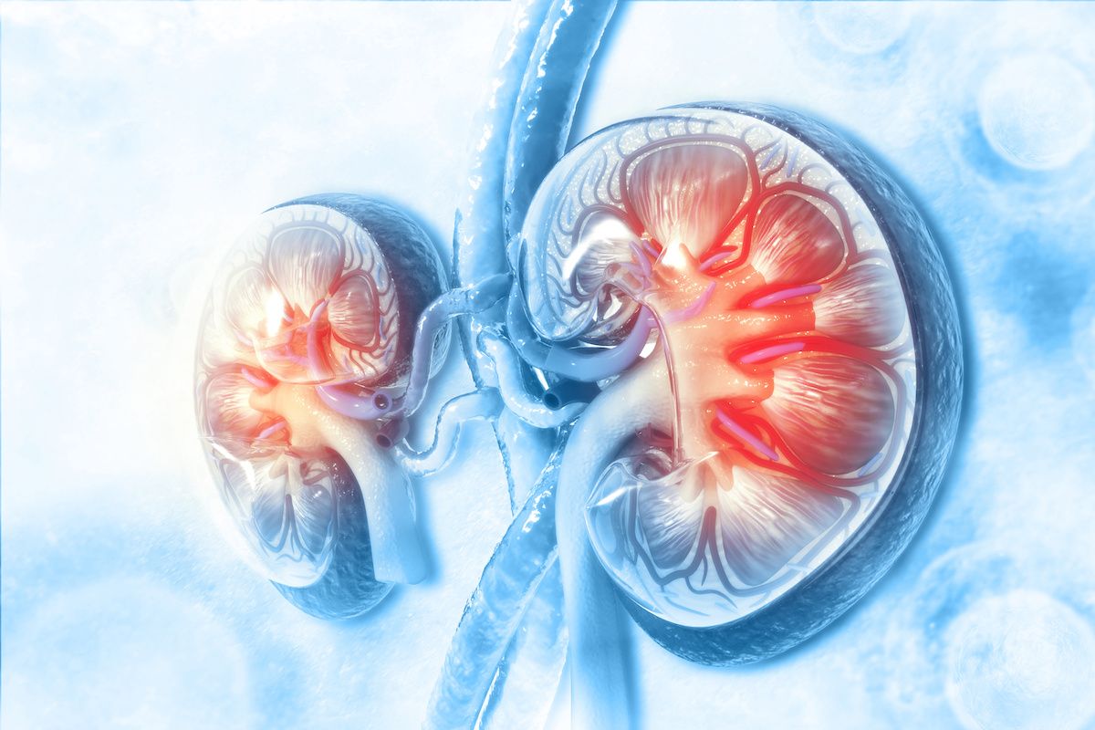 Illustration of kidneys