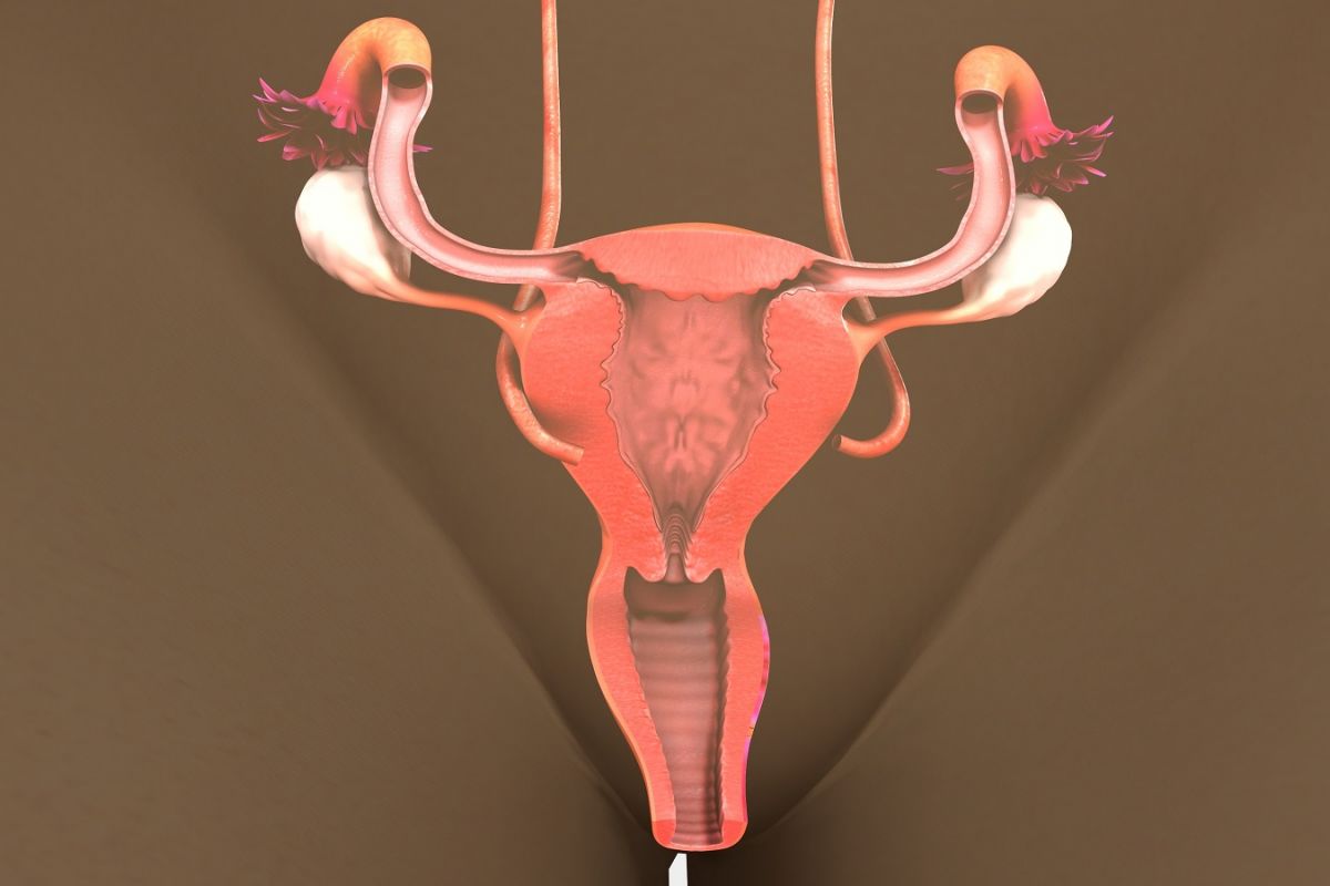 fallopian tubes