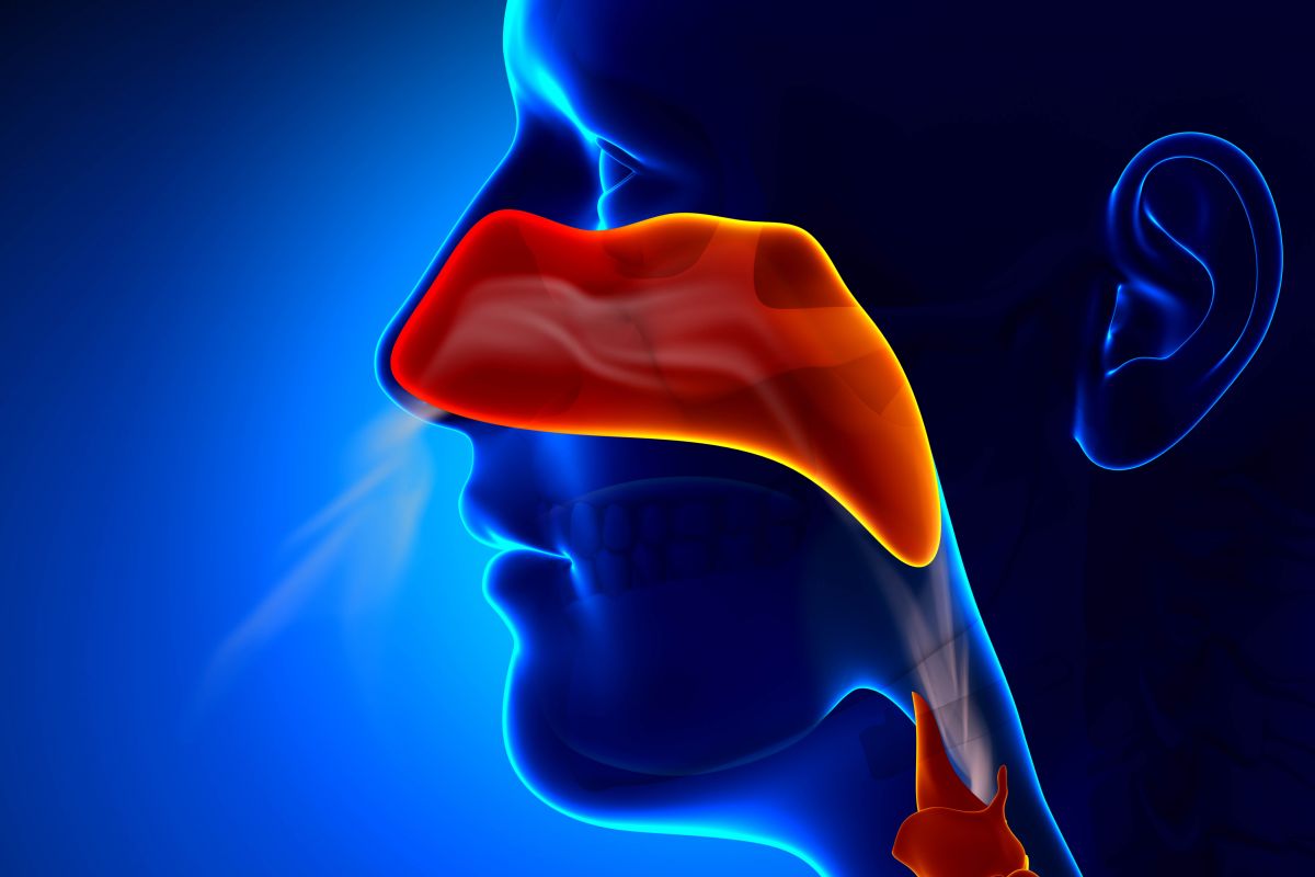 graphic of air flowing through nose