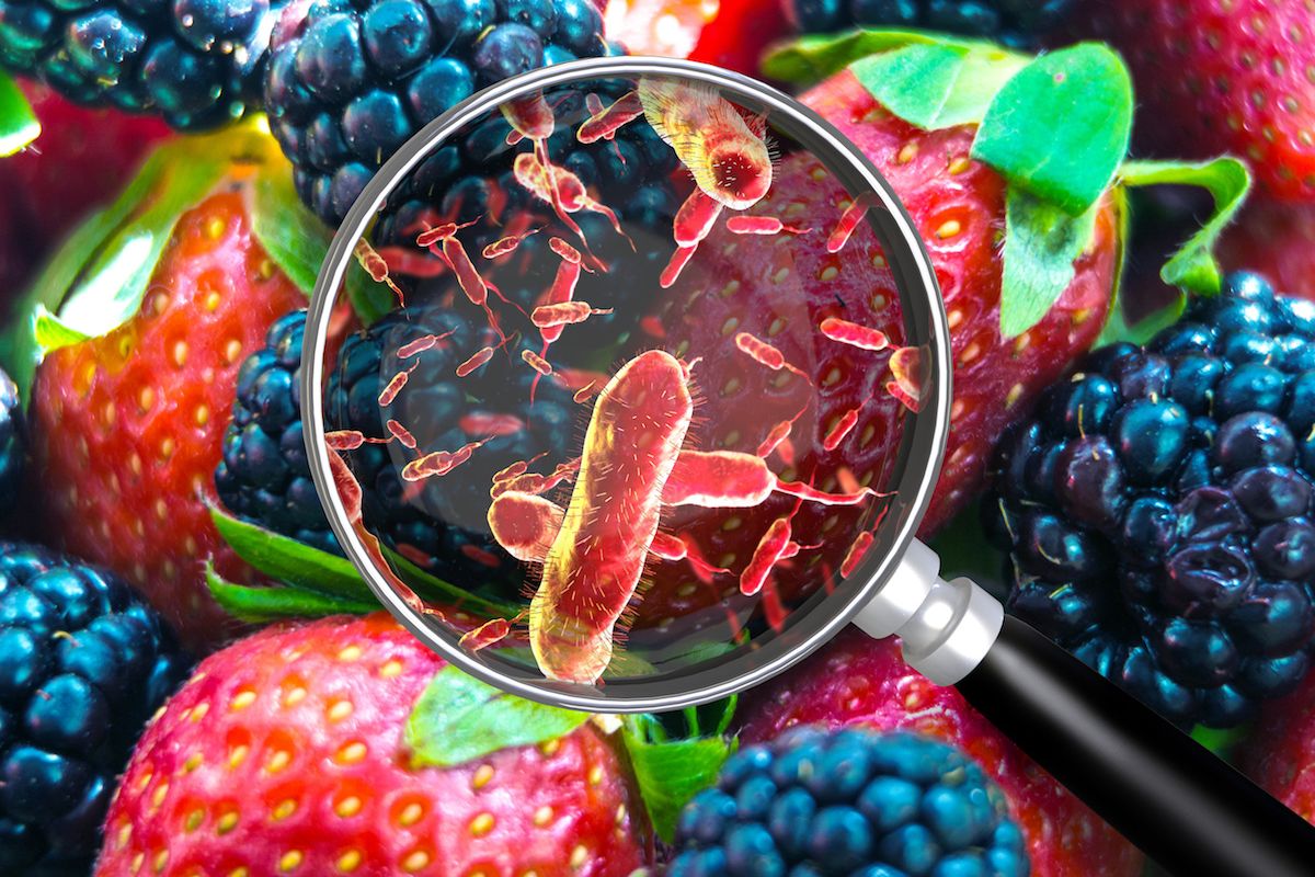 A magnifying glass hovers over strawberries and blackberries to reveal bacteria