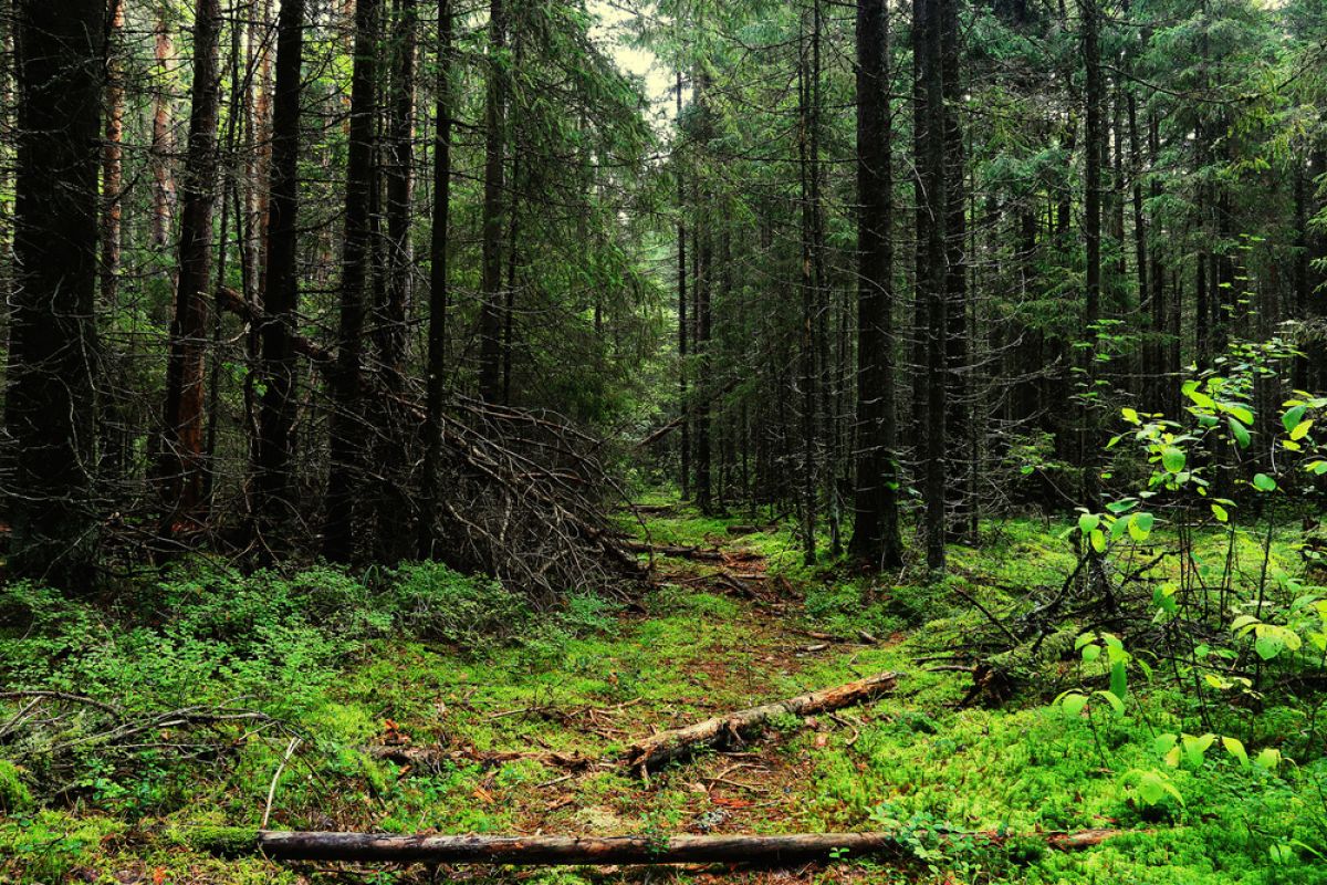 A path in a forest