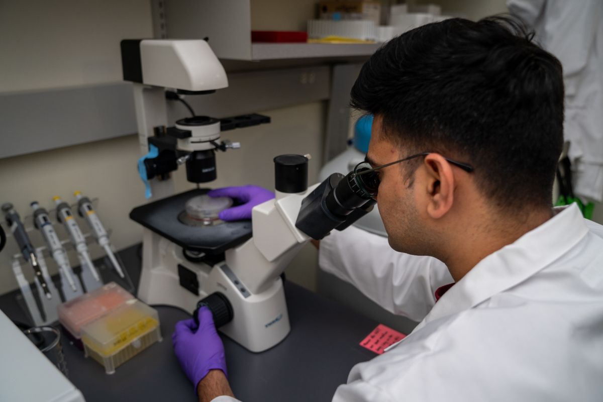 researcher peers into a microscope