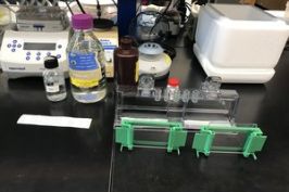 First western blot! - Buffalo, NY (October 30, 2017)