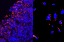 Two cell slides