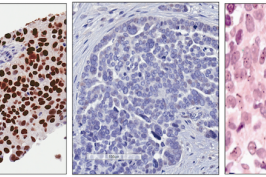 Cell Slides from a scientific research article