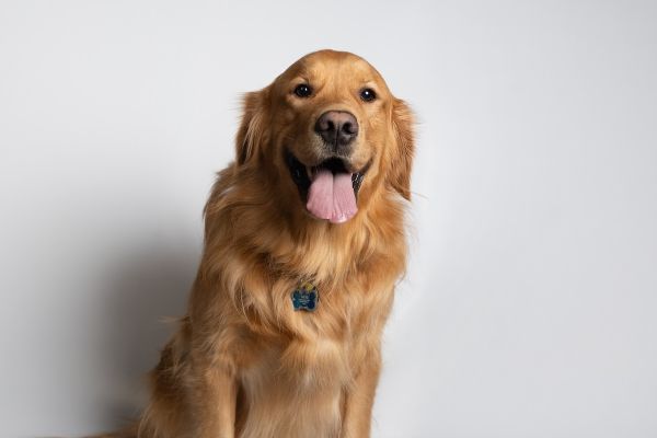 A golden retriever dog
