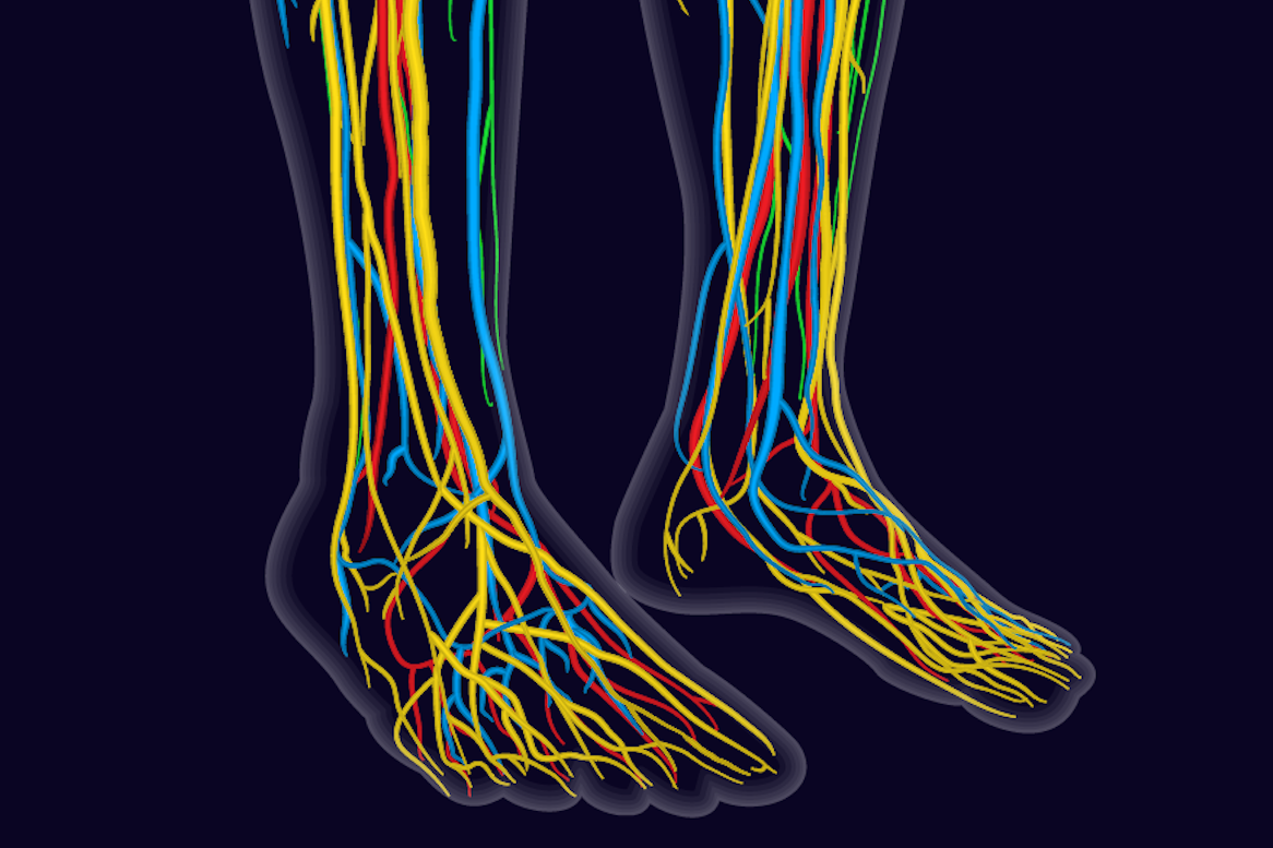 Illustration of nerves in feet