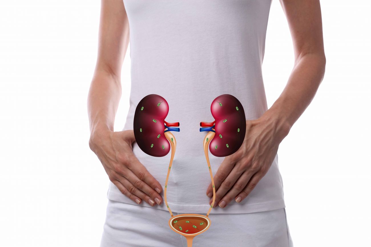 Diagram of kidneys and bladder on a person's body