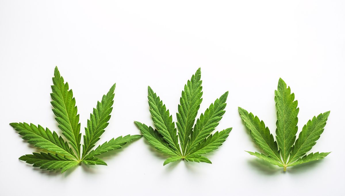 Three marijuana leaves arranged next to each other
