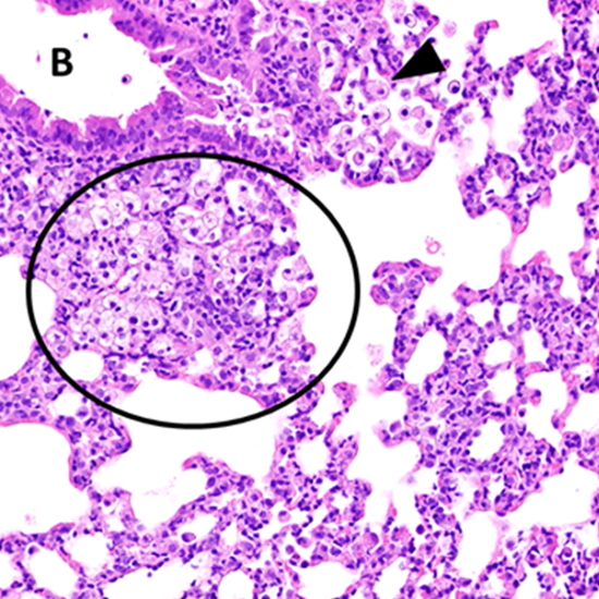 An Animal Model of Inhaled Vitamin E Acetate and EVALI-like Lung Injury