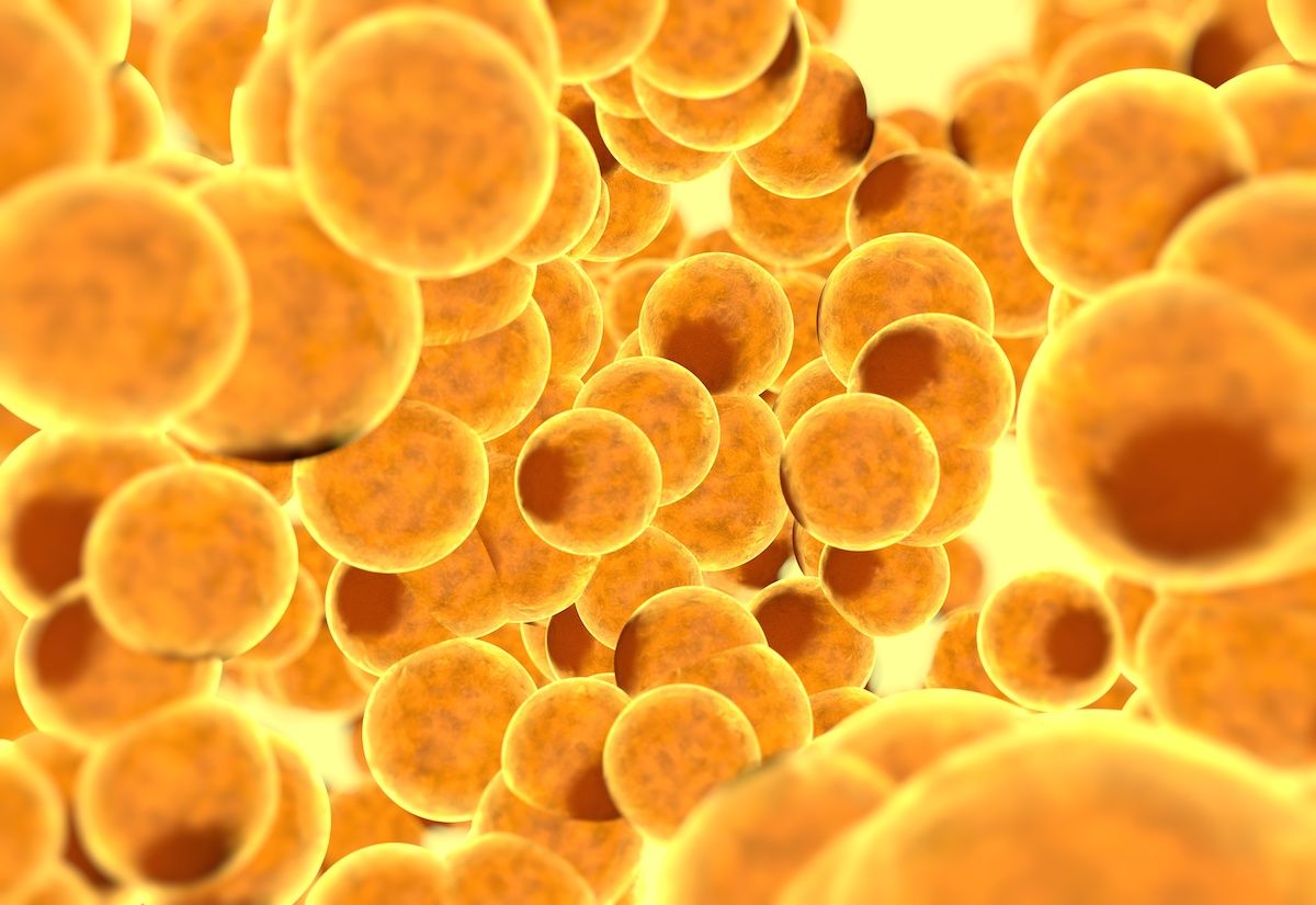 Medical illustration of fat cells