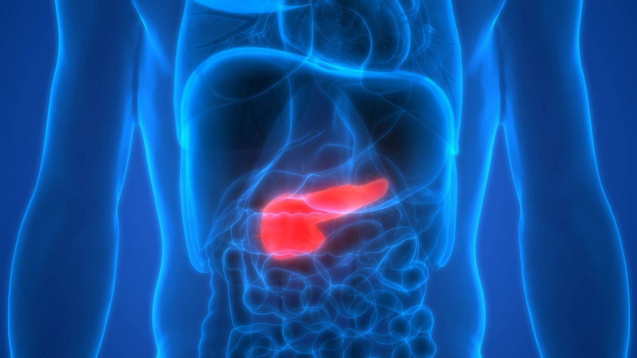 Medical illustration of pancreas highlighted within the abdomen