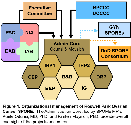 Organization Chart of the SPORE