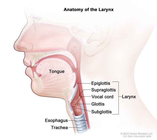 Illustration of the larynx