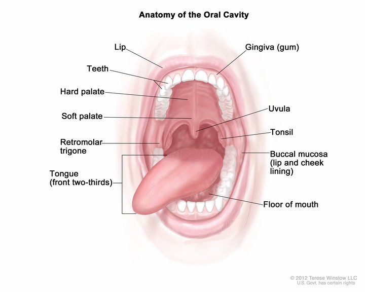 Illustration of the parts of the mouth