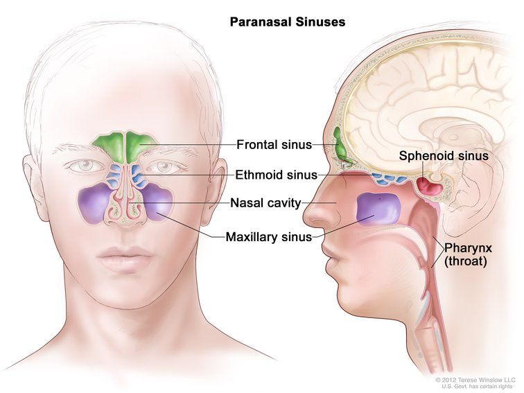 Illustration of the paranasal sinuses