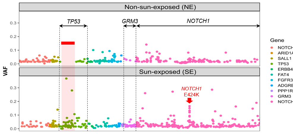 Identification of "UV sensitive" genomic regions
