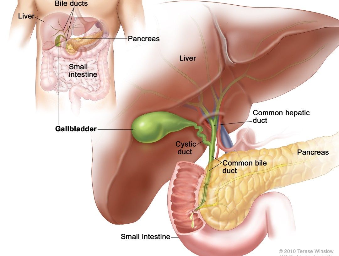Stock image of the gallbladder, intestines, liver and other organs. 