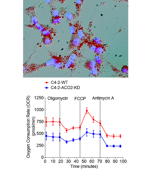 Figure from a scientific research study