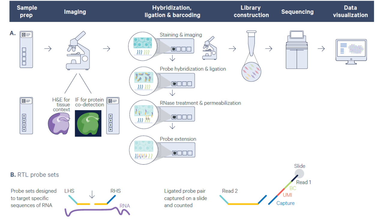 10X Genomics Visium FFPE sample workflow