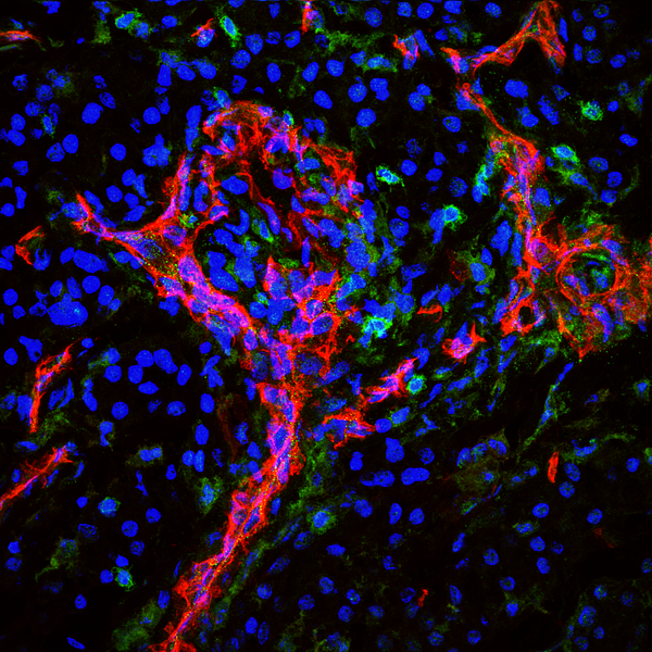 Cell Slide