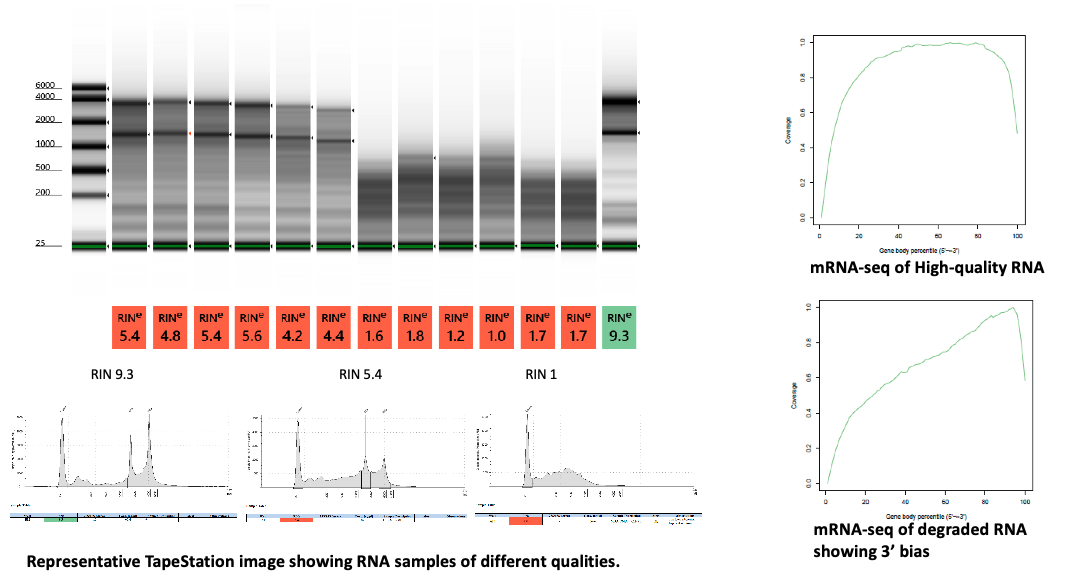 Figure from a scientific research study