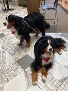 Therapy Dogs Wrigley & Hudson