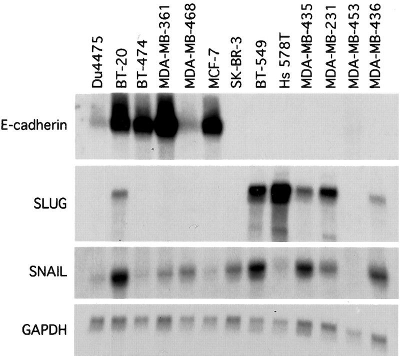 Figure from a scientific research study