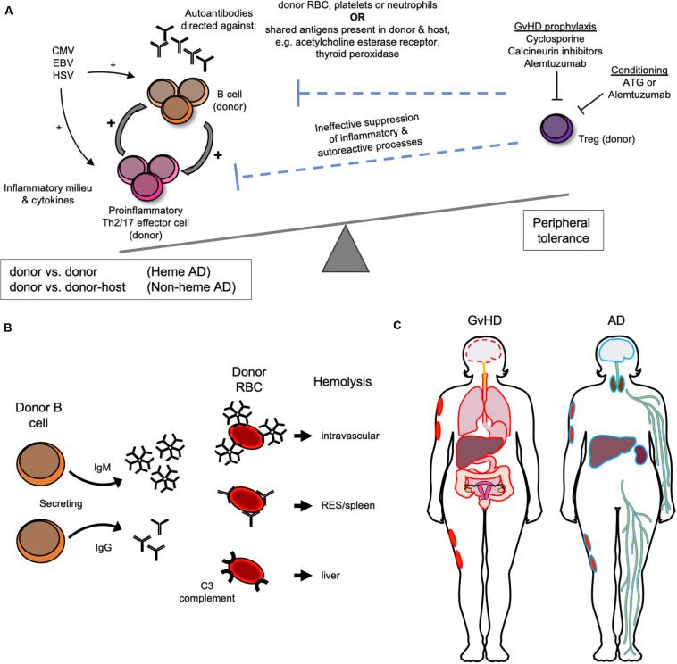 Figure from a scientific research study