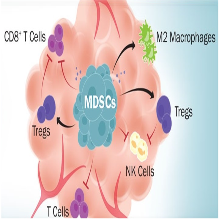 Diagram of a cell