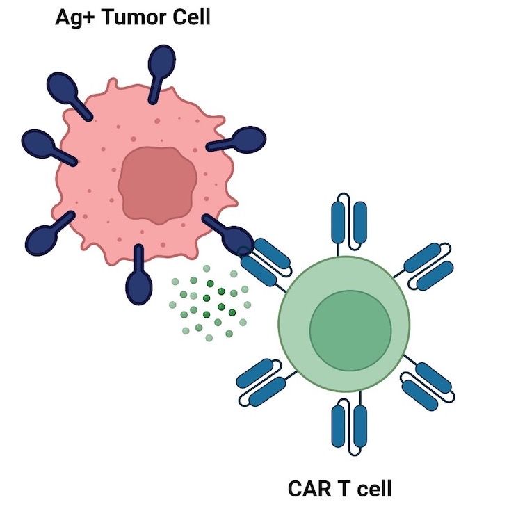 Diagram of a cell