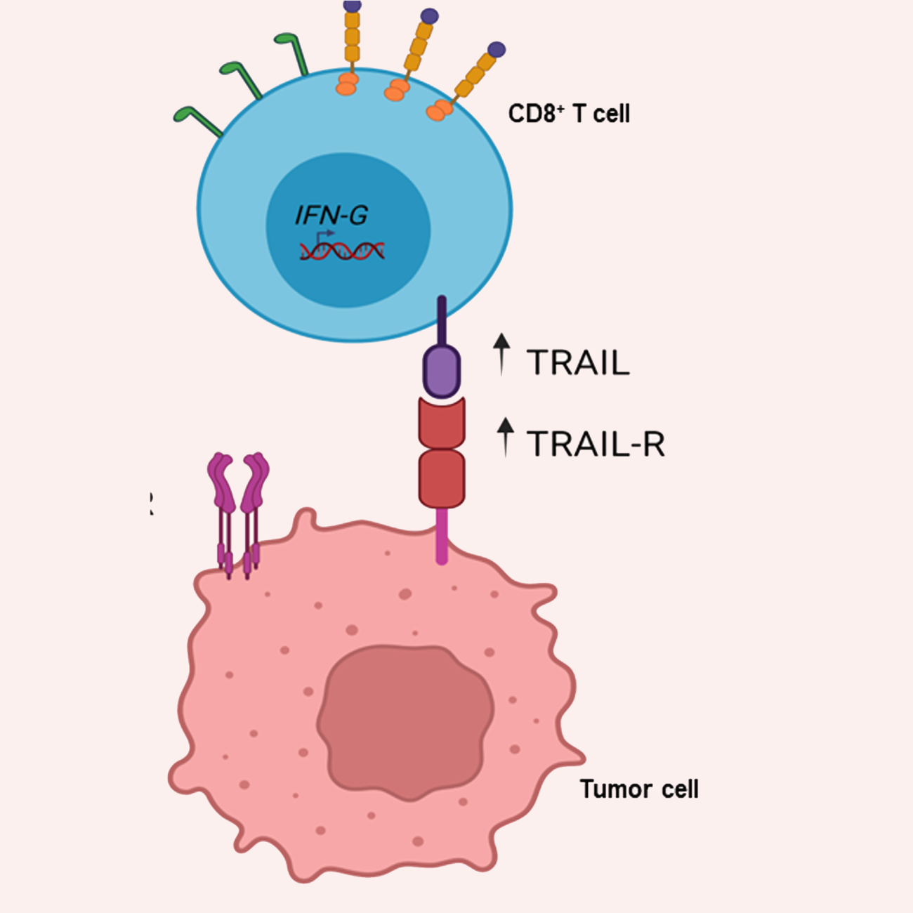 Diagram of a cell