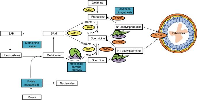 Figure from a scientific research study