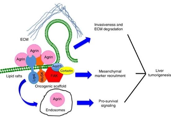 Figure from a scientific research study