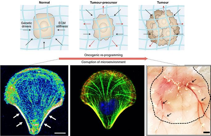 Slides and illustrations from a scientific research study