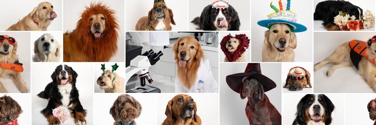 Collage of Roswell Park Therapy Dogs