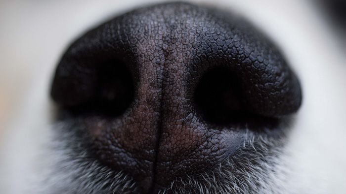 Closeup of a dog's nose