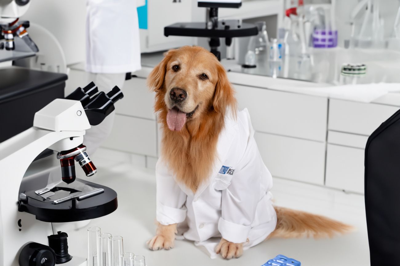 a golden retriever poses in a lab coat