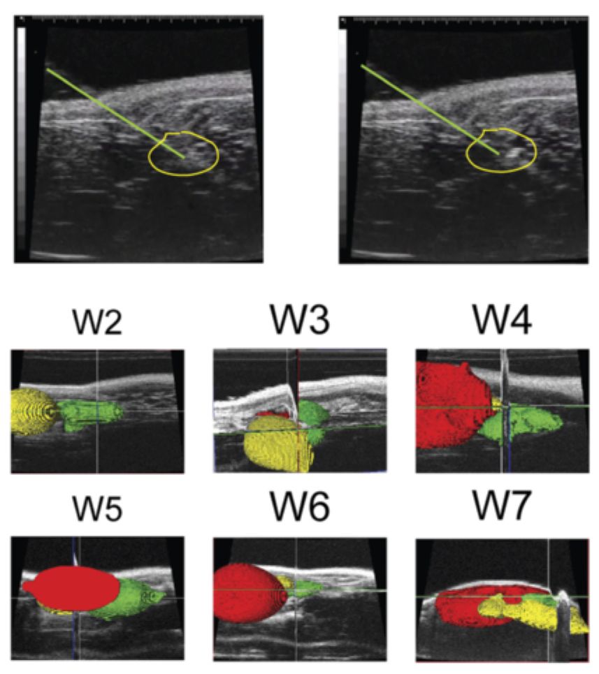 Figure from a scientific research study