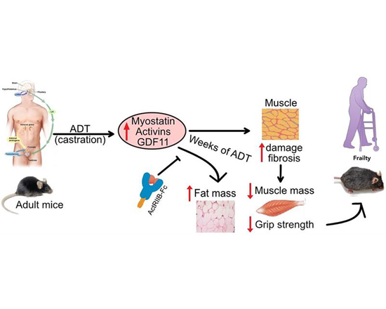 Figure from a scientific research study