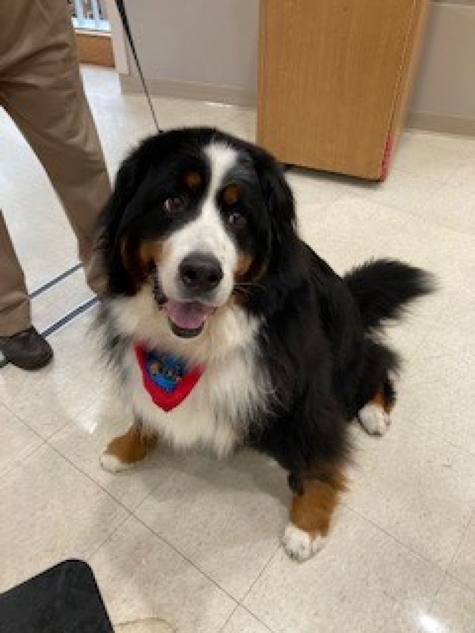 Therapy Dog Hudson (Bernese Mountain Dog) Roswell Park Comprehensive