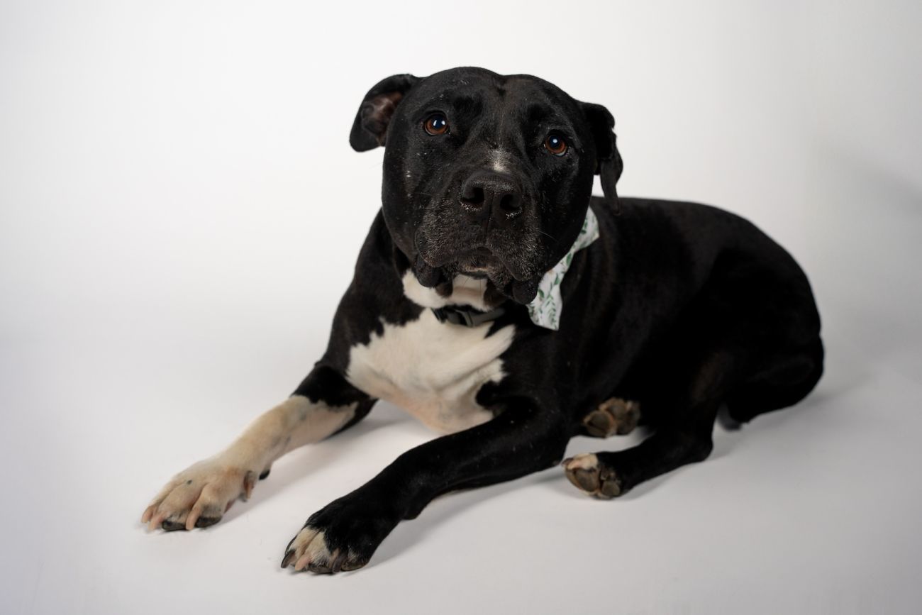 American Staffordshire Terrier